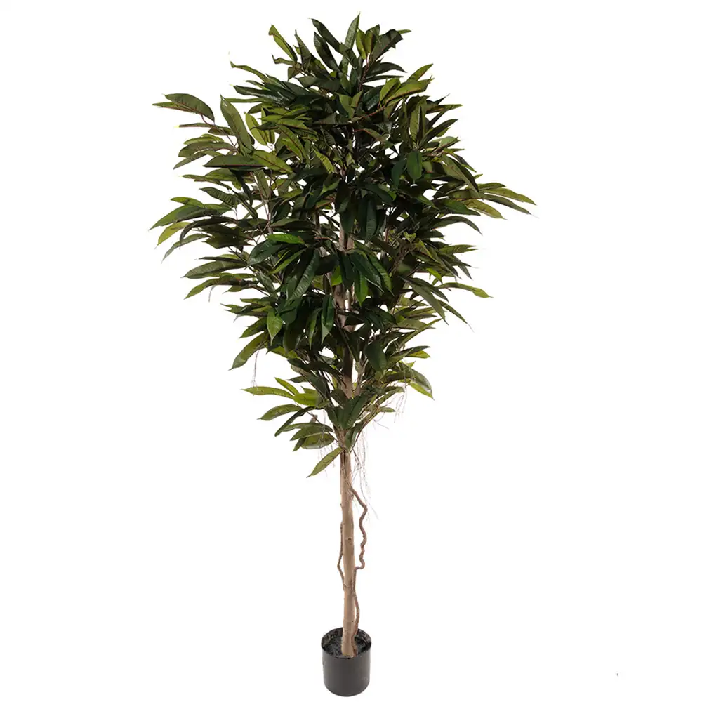 Mr Plant Longifolia Træ 200 cm