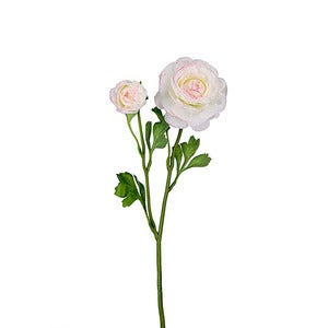 Ranunkel afskåret blomst 45 cm flerfarvet