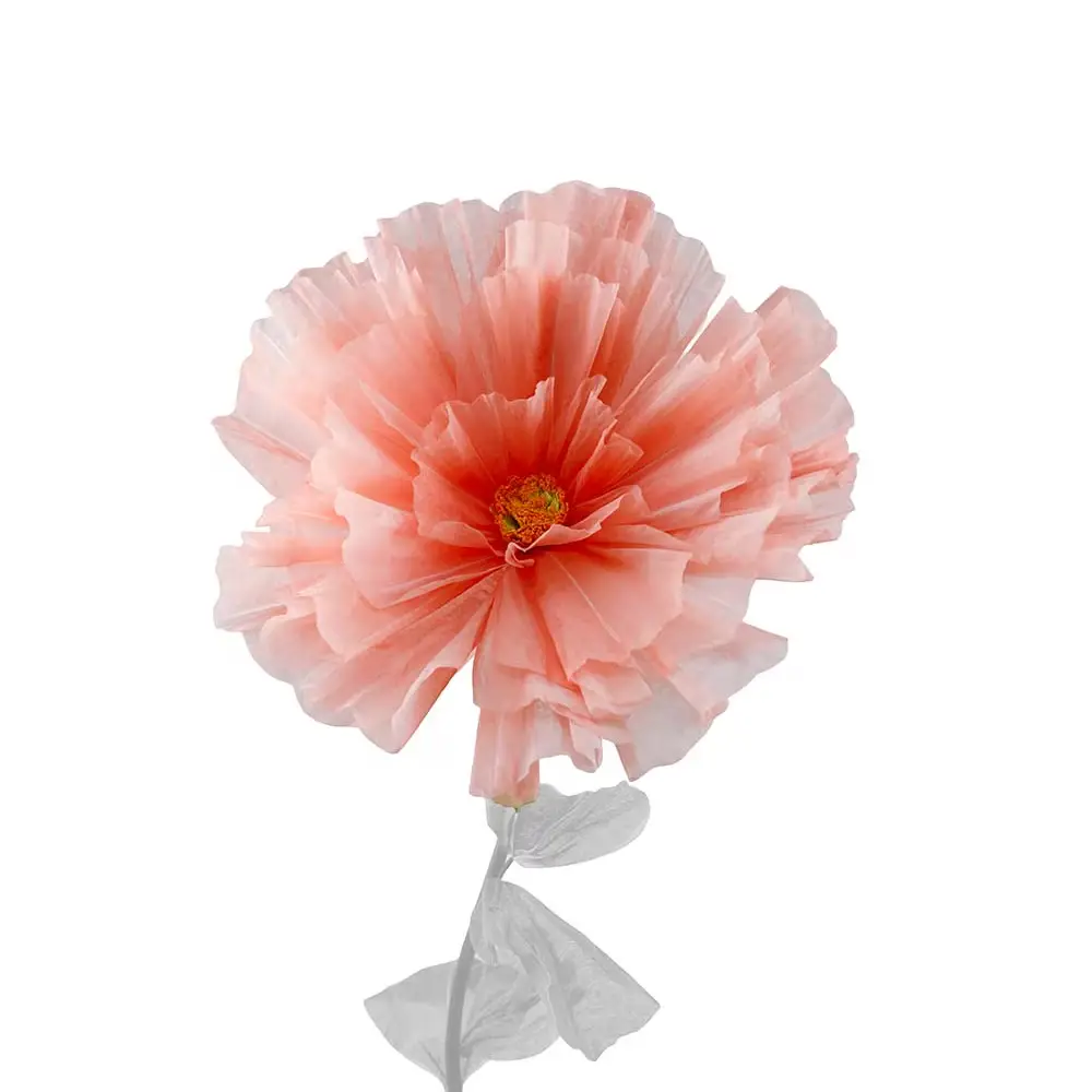 Mr Plant, Blomst Daisy Orange