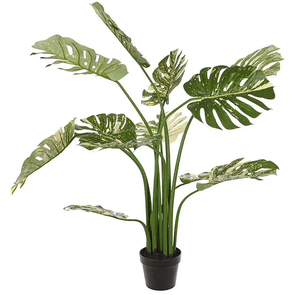 Mr Plant Monstera 110 cm