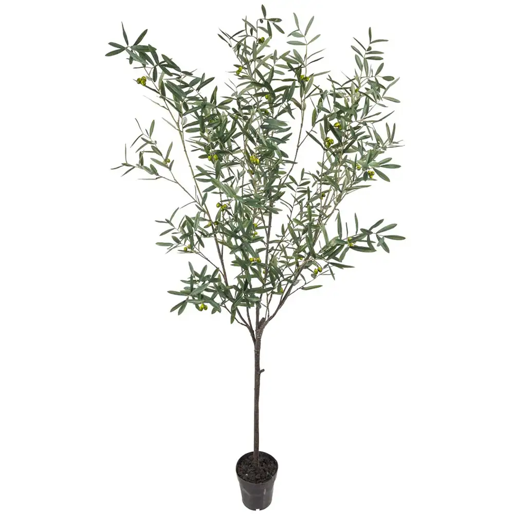 Mr Plant Oliventræ 230 cm