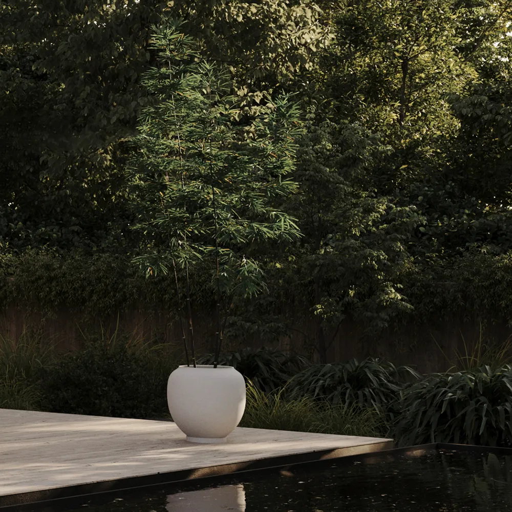 Sunao krukke Hexa - Birch