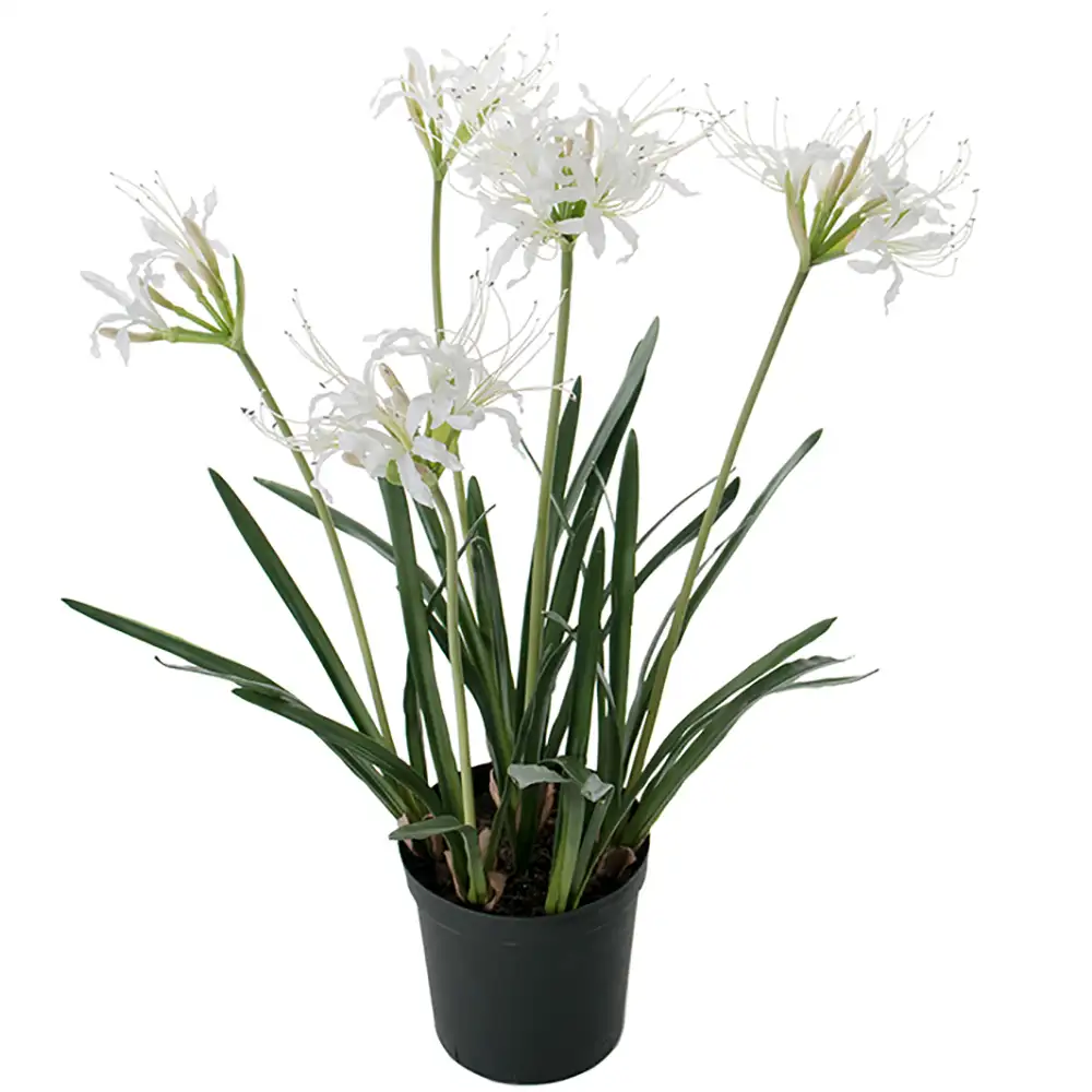 Mr Plant Nerine Potteplante 80 cm Hvid
