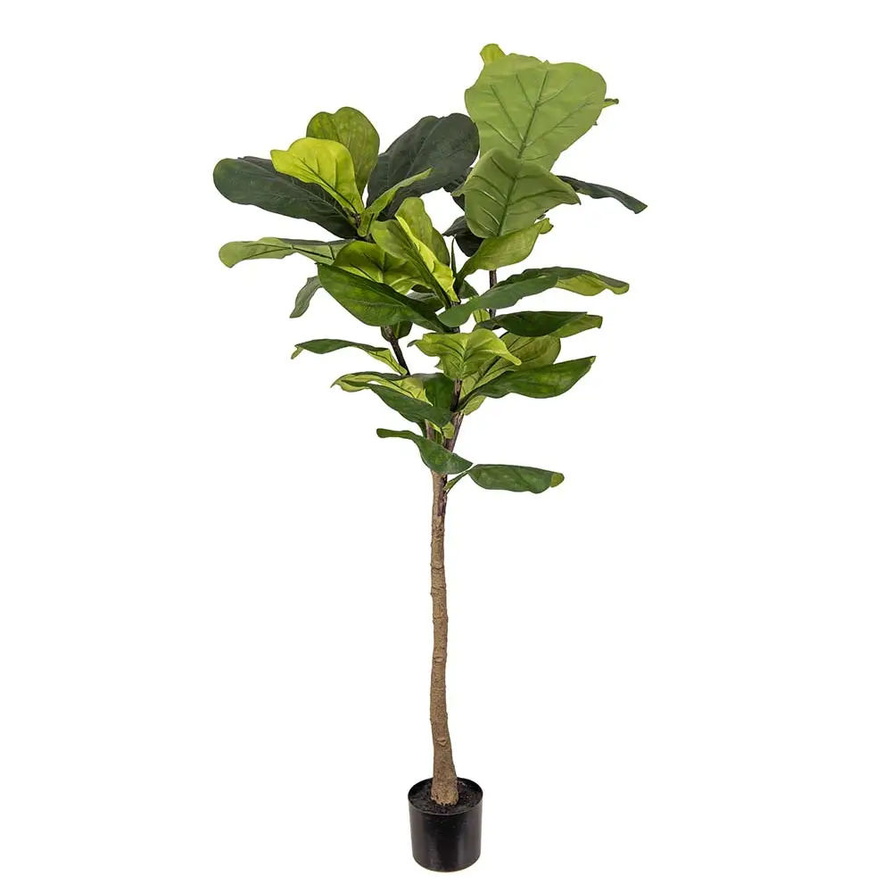 Mr Plant, Violin ficus 150 cm