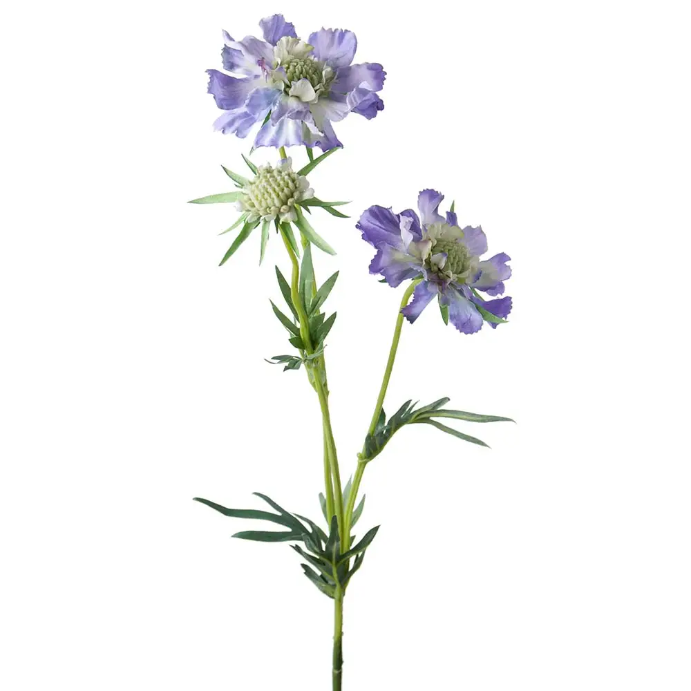 Mr Plant, Scabiosa snitblomst 70 cm blå