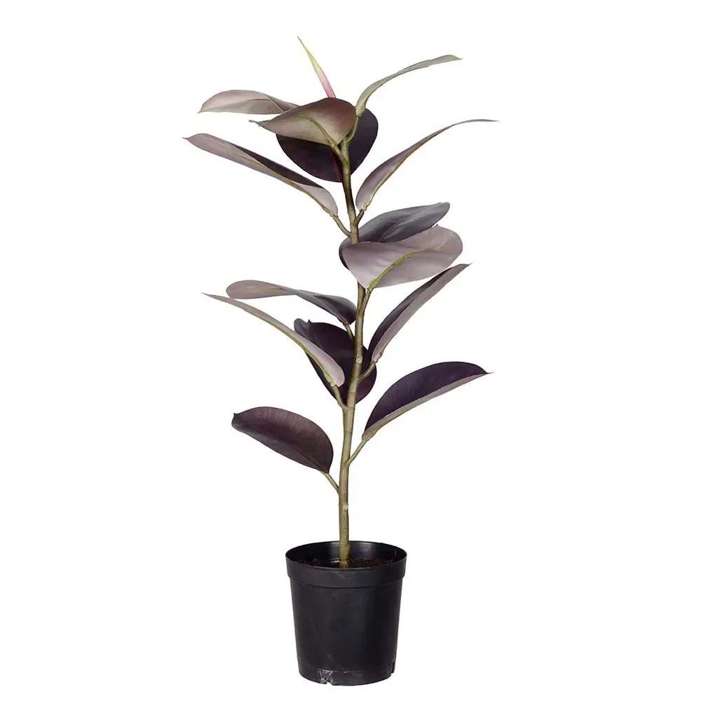 Mr Plant, Ficus Elastica Potteplante 80 cm