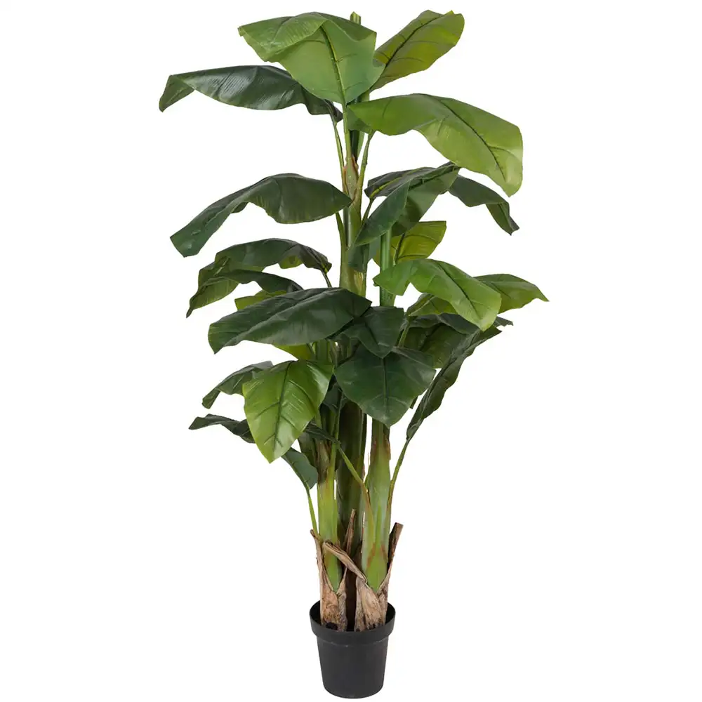 Mr Plant, Banan Træ 240 cm