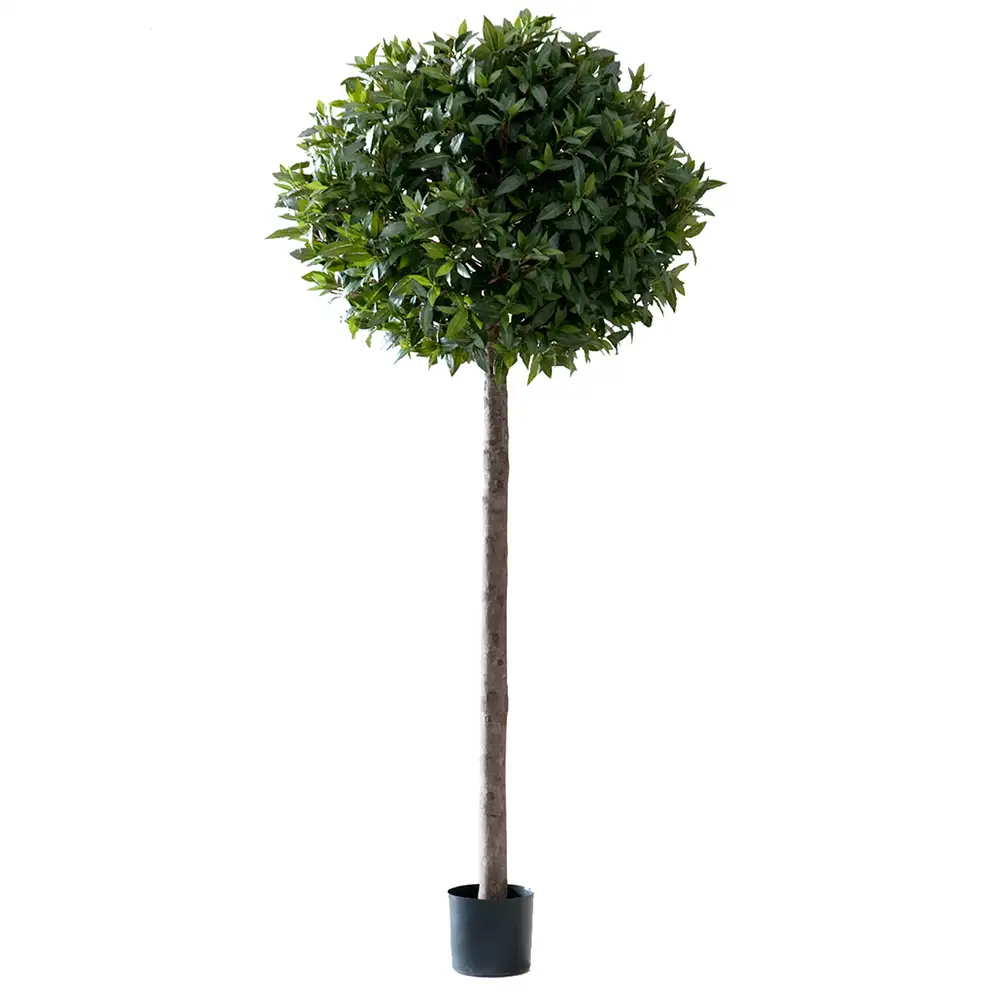 Mr Plant, Lagerbladstræ 220 cm