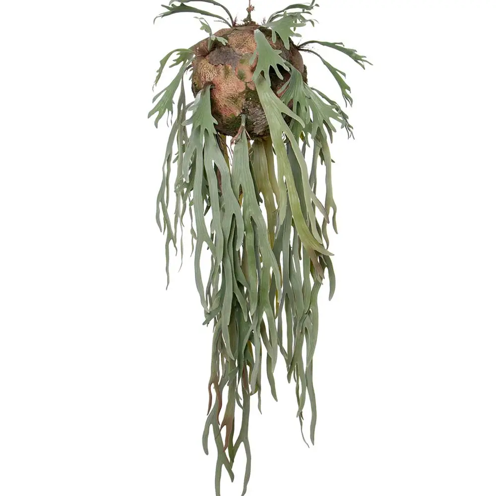 Mr Plant, Elghornsbræk Hængende plante Grøn