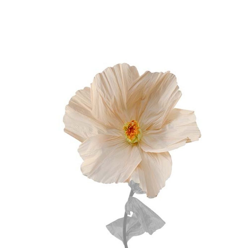 Mr Plant, Blomst Lykke Yellow