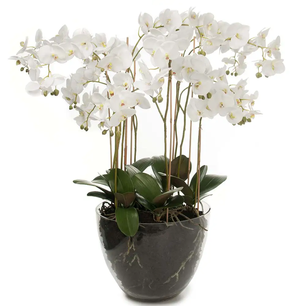 Mr Plant, Phalaenopsis Orkide 90 cm Hvid
