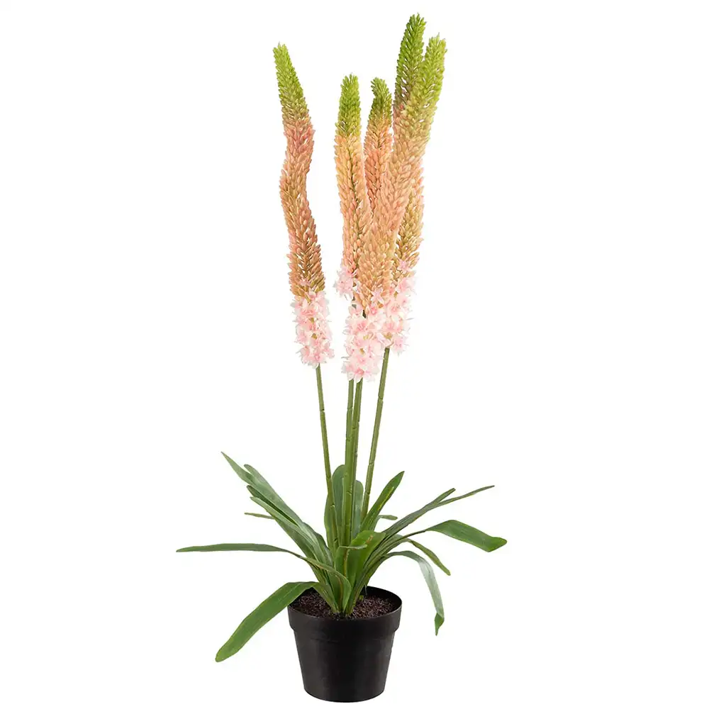 Steppe Lilje Potteplante 95 cm Lyserød