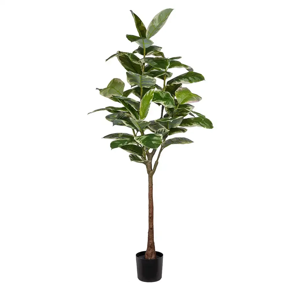 Mr Plant, Figen Elastica 190 cm