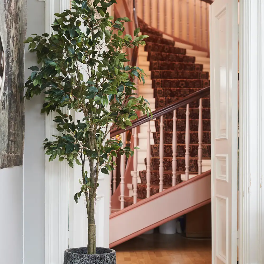 Benjaminfigen 165 cm