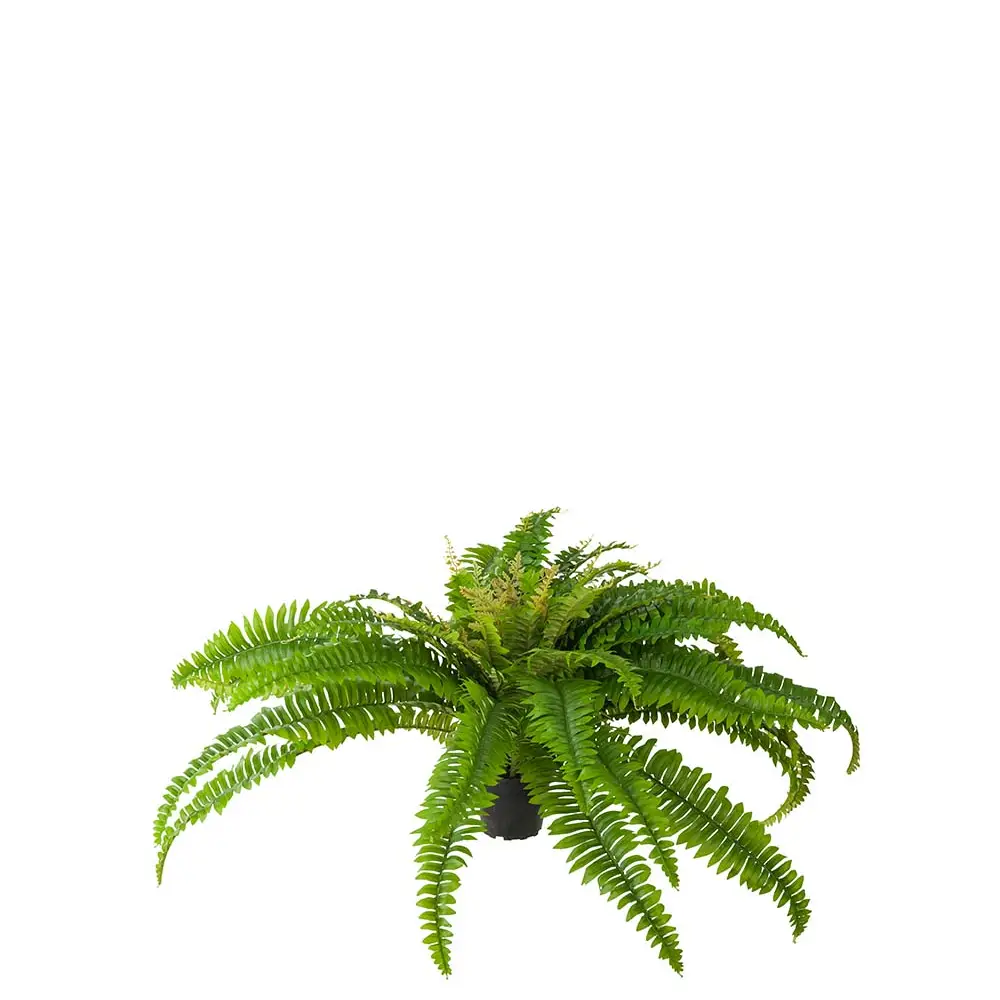 Mr Plant, Bregne 40 cm