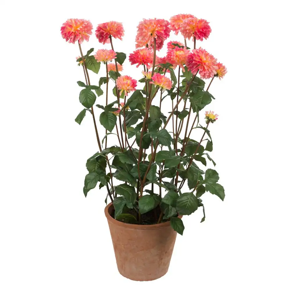 Dahlia Potteplante 100 cm Lyserød