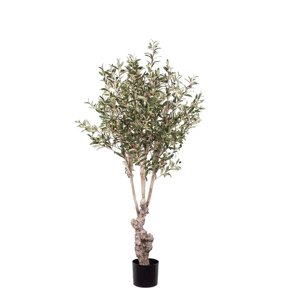 Mr Plant, Oliventræ 150 cm