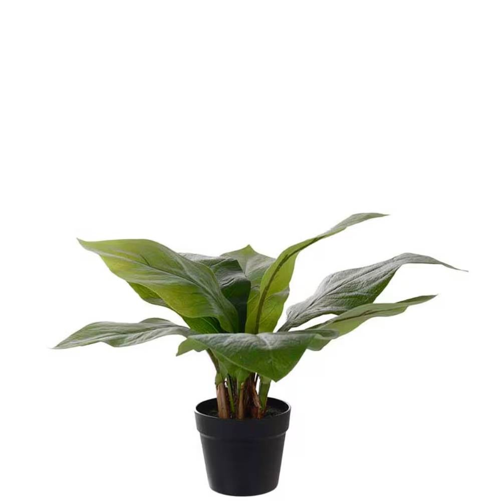 Anthurium Grøn Potteplante 45 cm