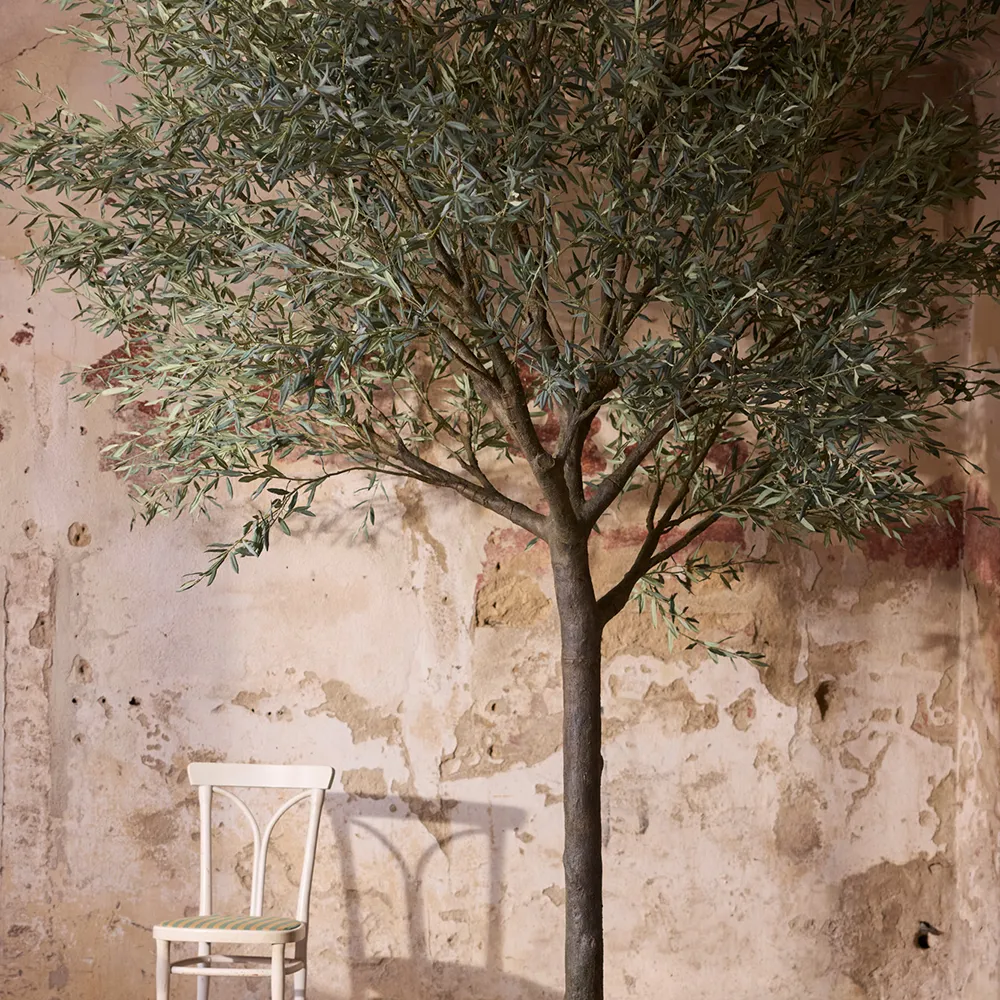 Oliventræ 240 cm