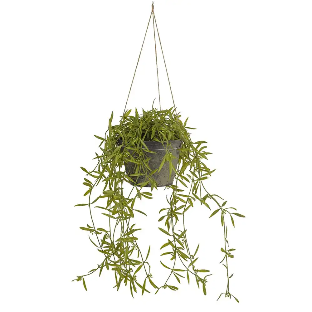 Hoya Hængeplante 25 cm