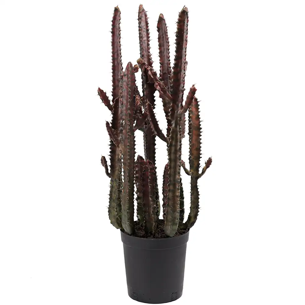 Mr Plant Kaktus 65 cm