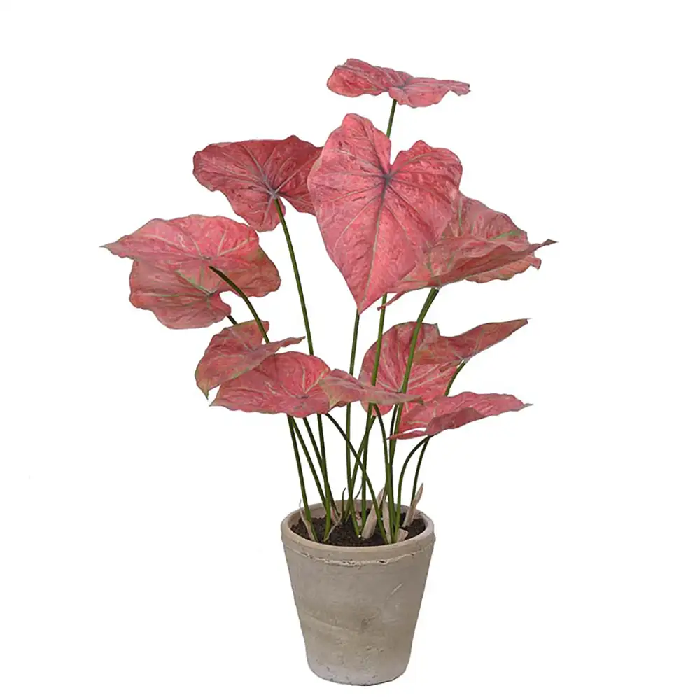 Mr Plant, Caladium Potteplante 80 cm Lyserød