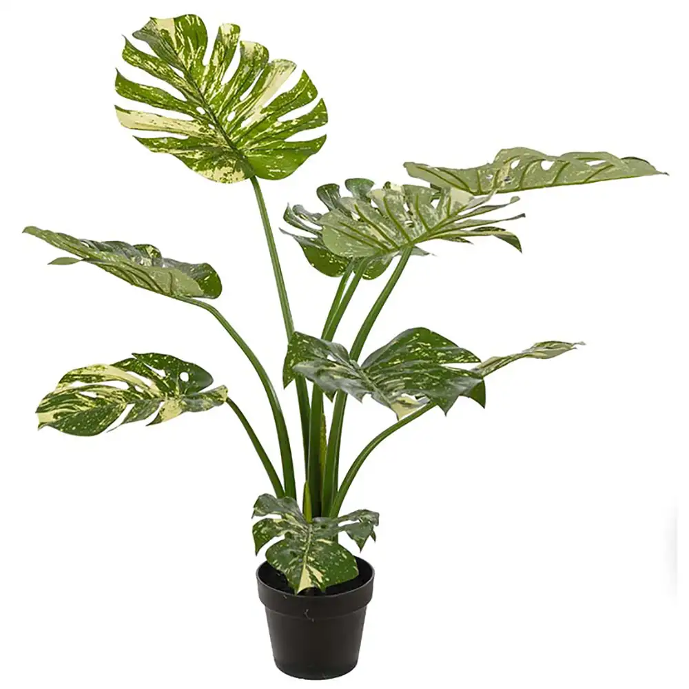 Mr Plant Monstera 90 cm