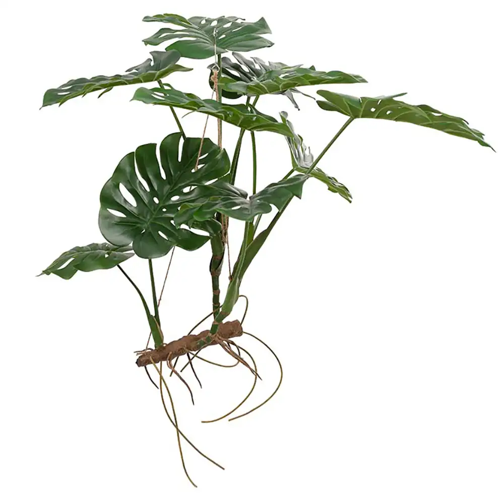 Mr Plant Monstera 70 cm