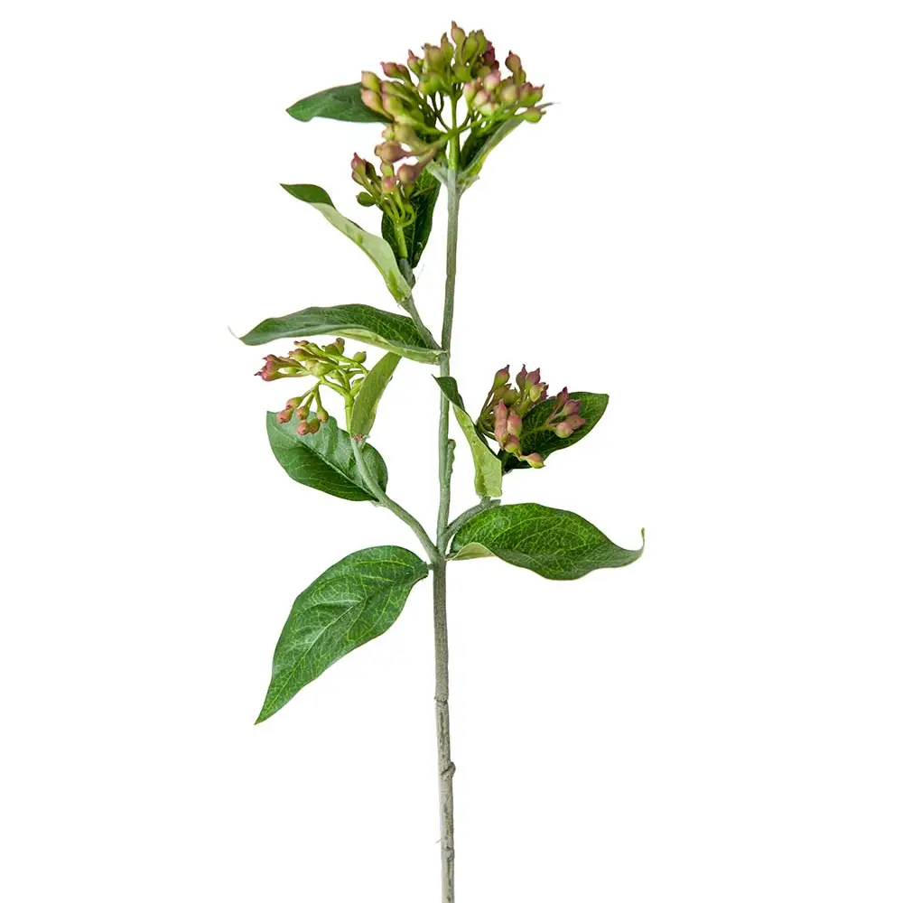 Viburnum 45 cm Lilla