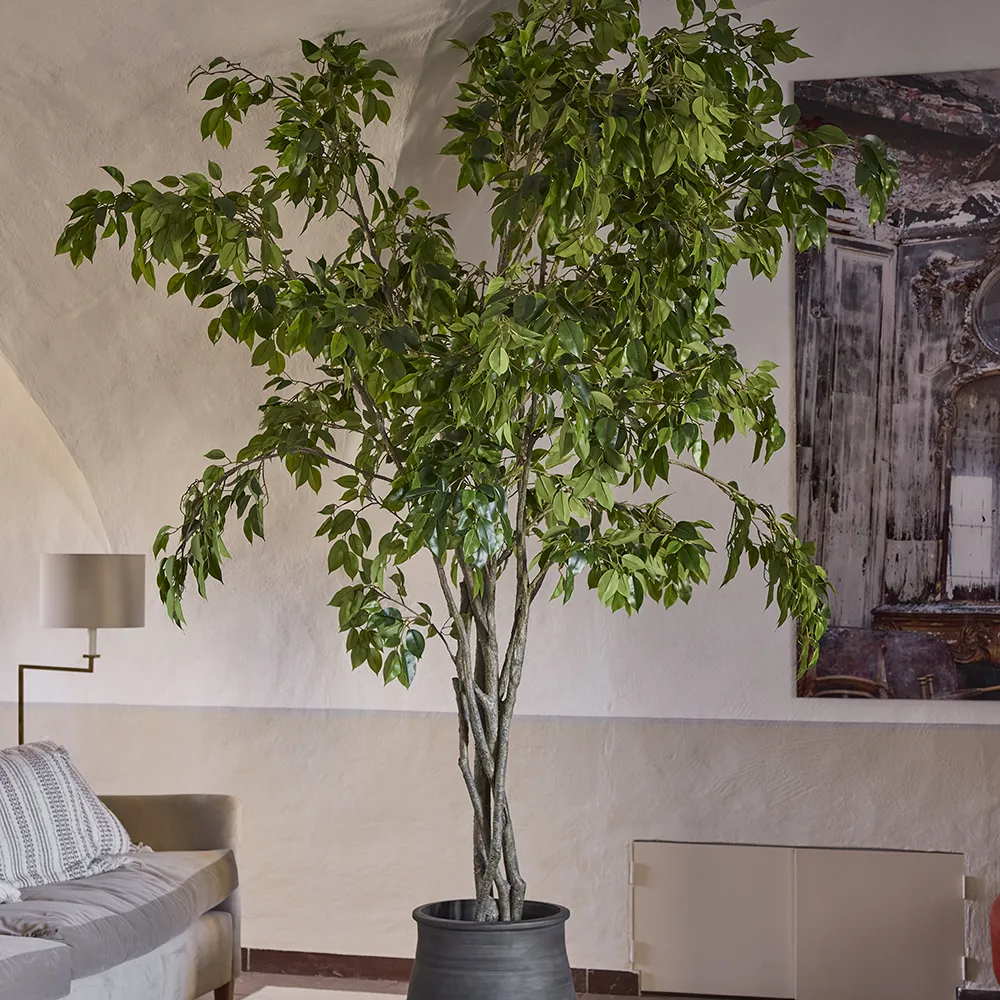 Benjaminfigen 210 cm