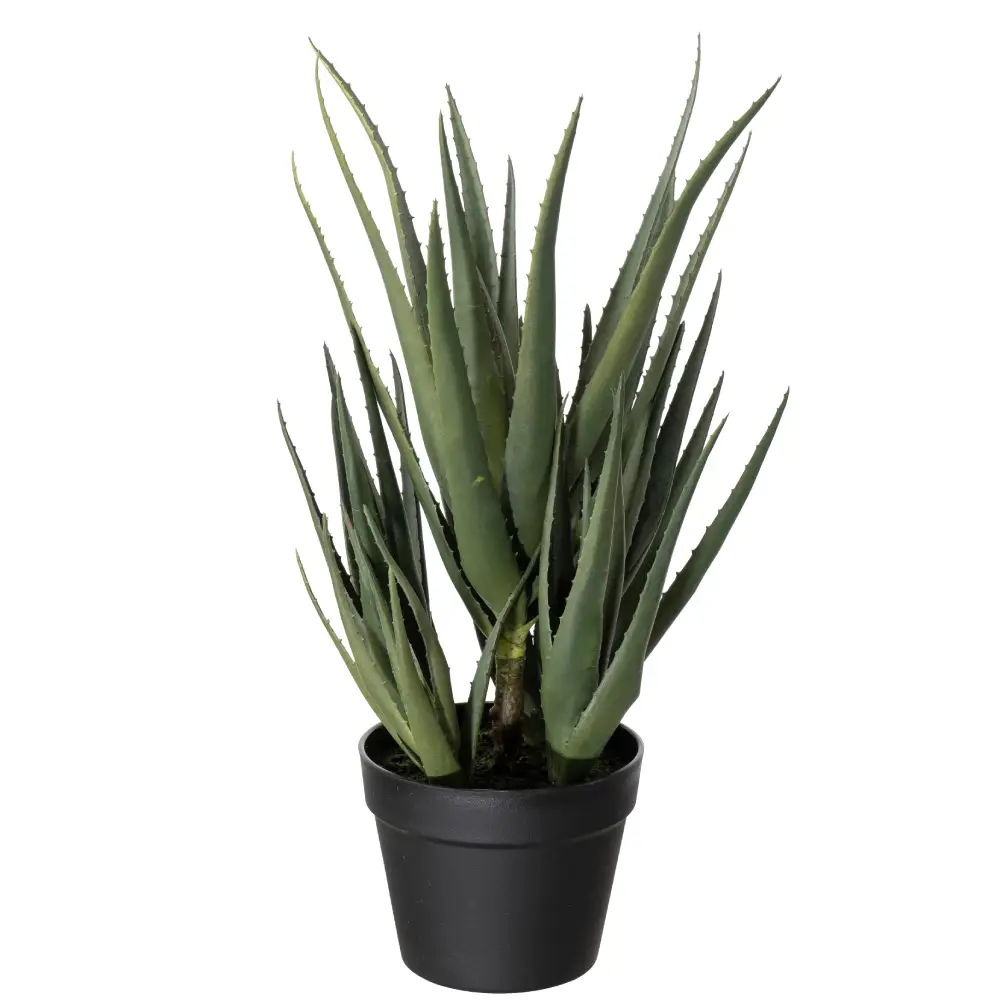 Mr Plant, Aloe kaktus 58 cm