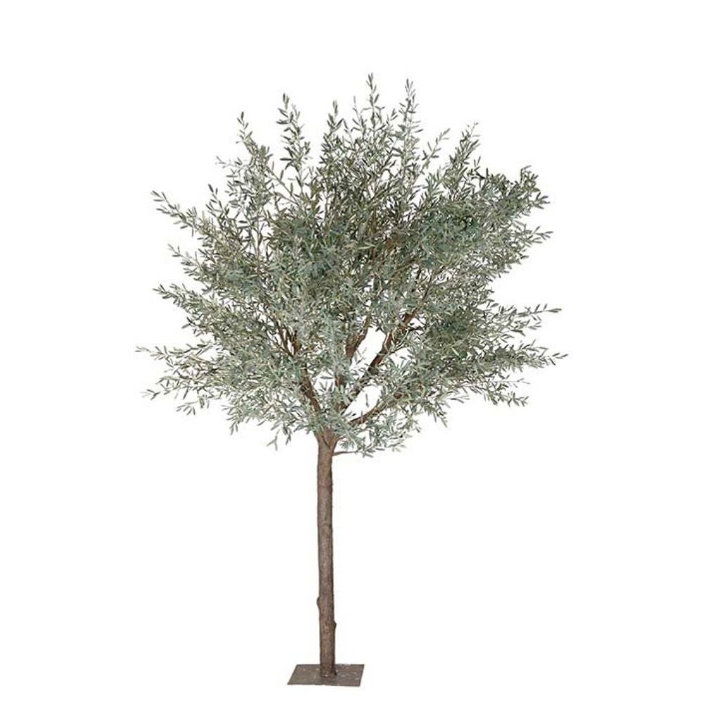 Mr Plant, Green Olive Tree 400 cm
