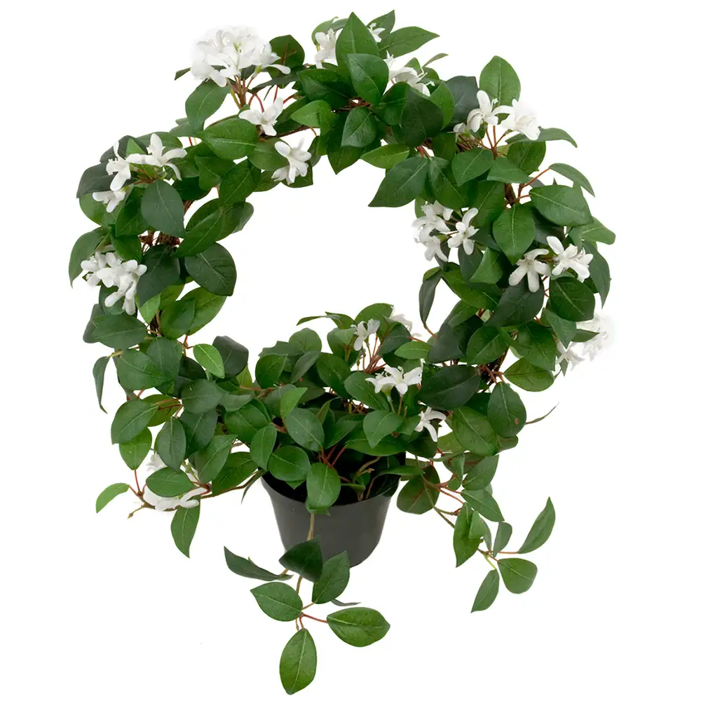 Jasmin Potteplante 45 cm Hvid