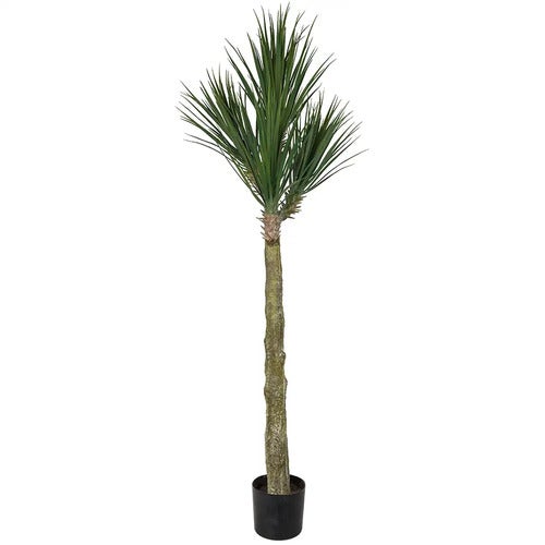 Yucca Rostrata Træ 180 cm