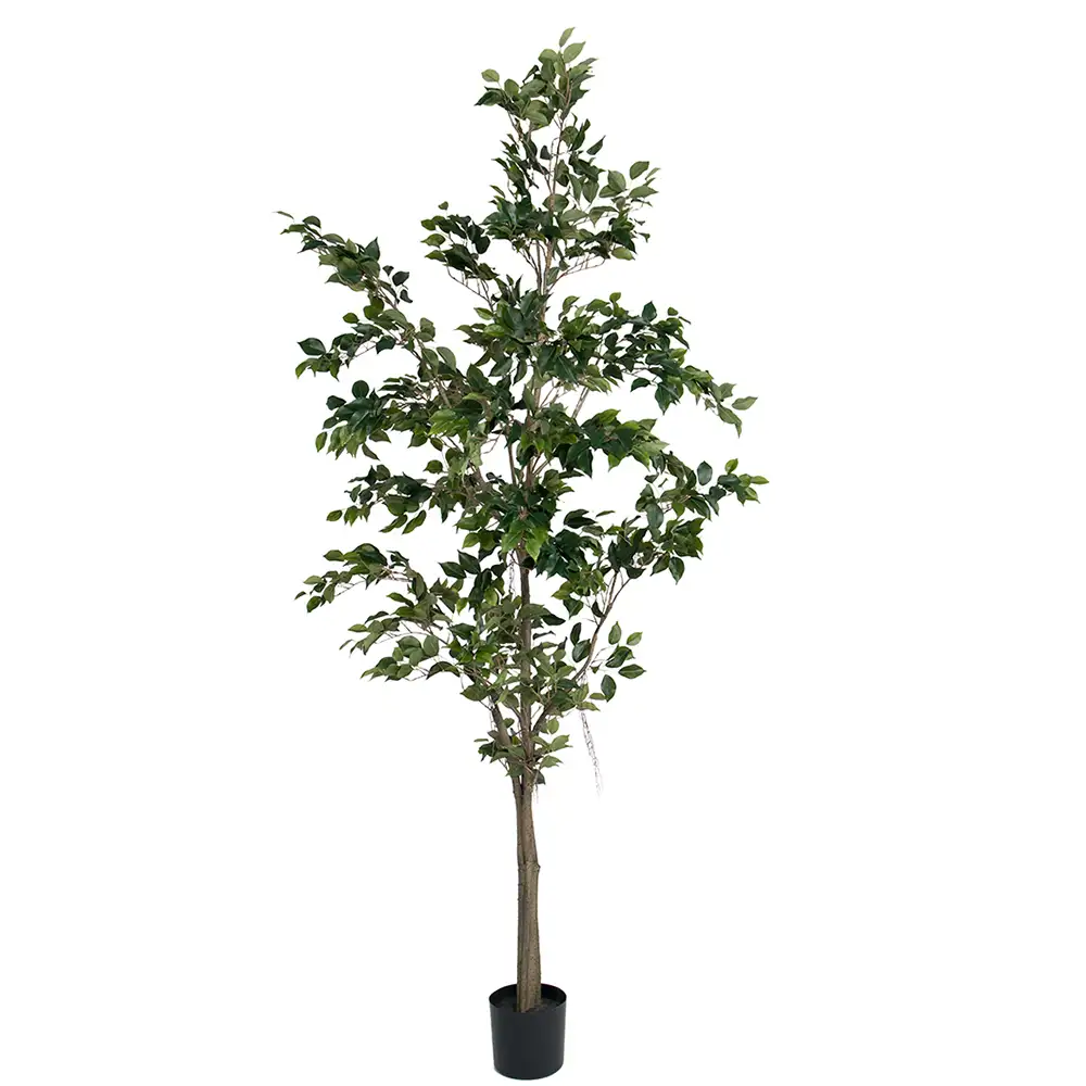 Mr Plant Benjaminfigen 240 cm