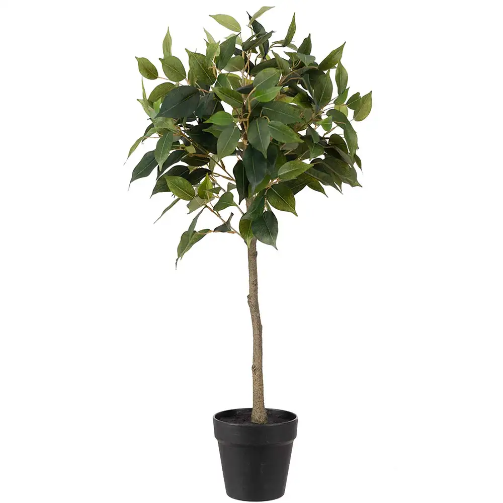 Mr Plant Benjaminfigen 75 cm