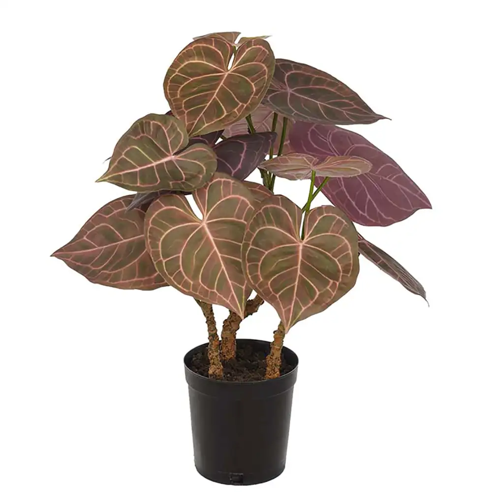 Anthurium Potteplante 60 cm