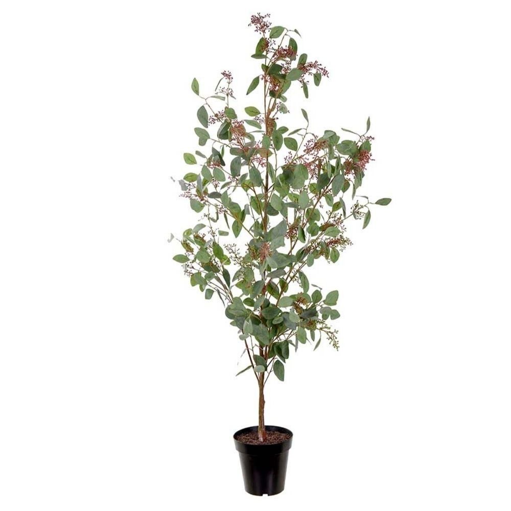 Mr Plant, Eukalyptus Grå 175 cm