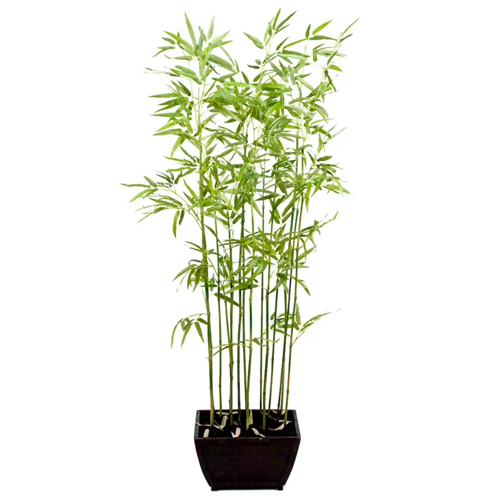 Mr Plant Bambu 160 cm