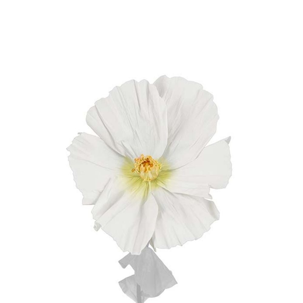Blomst Lykke White
