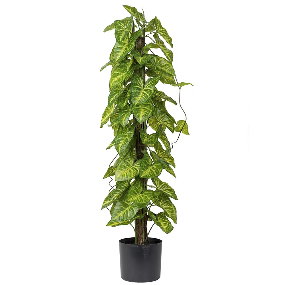 Mr Plant Gåsefod Potteplante 90 cm
