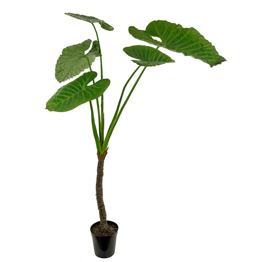 Mr Plant Alocasia Træ 220 cm