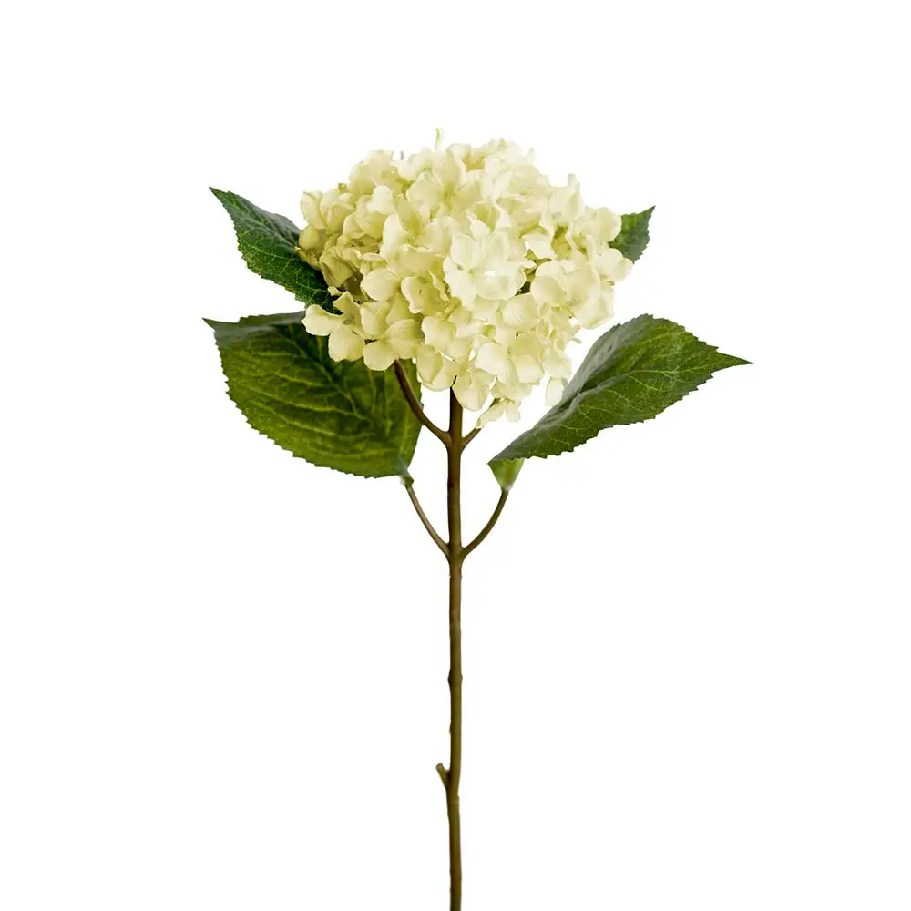 Mr Plant, Hortensia 40 cm hvid