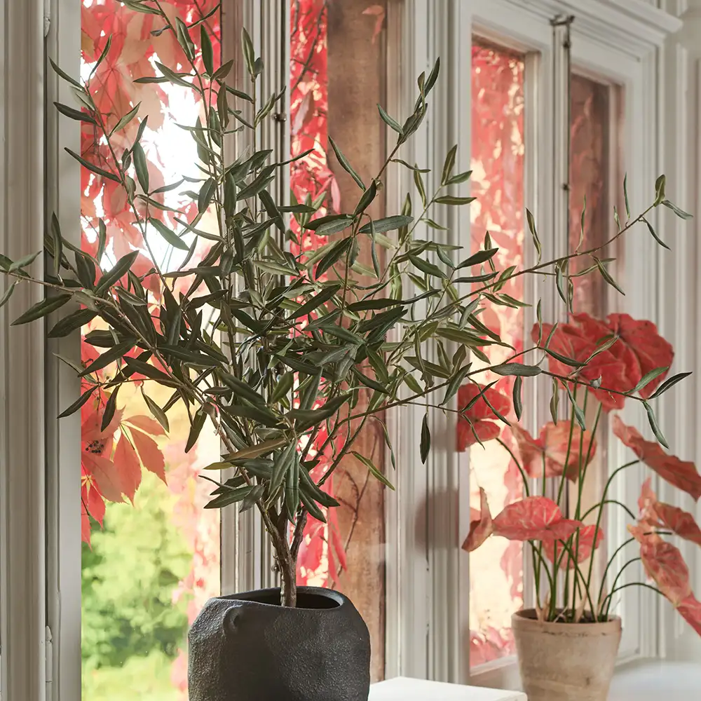 Oliven træ 150 cm Grøn