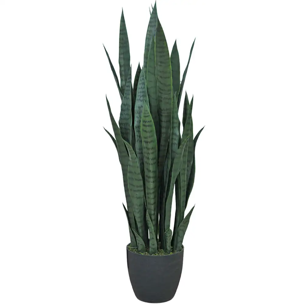 Sansevieria Potteplante 100 cm