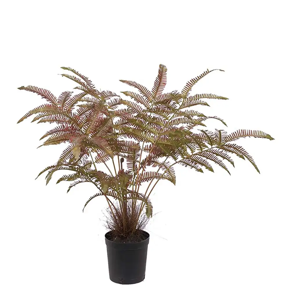 Mr Plant, Bregne 70 cm