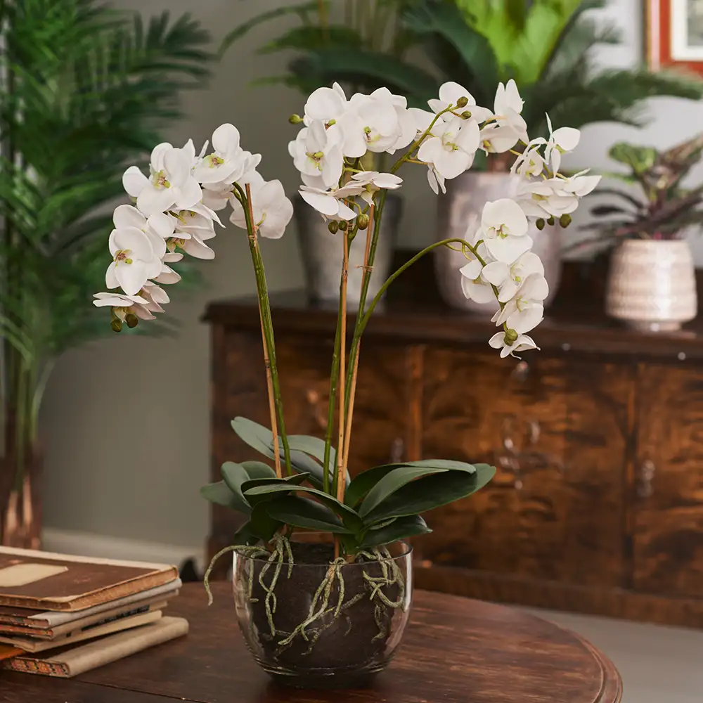 Phalaenopsis Orkide 70 cm Hvid