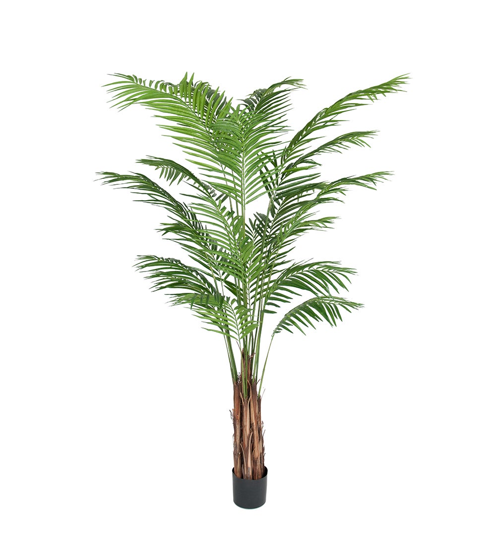 Mr Plant, Arekapalme 210 cm