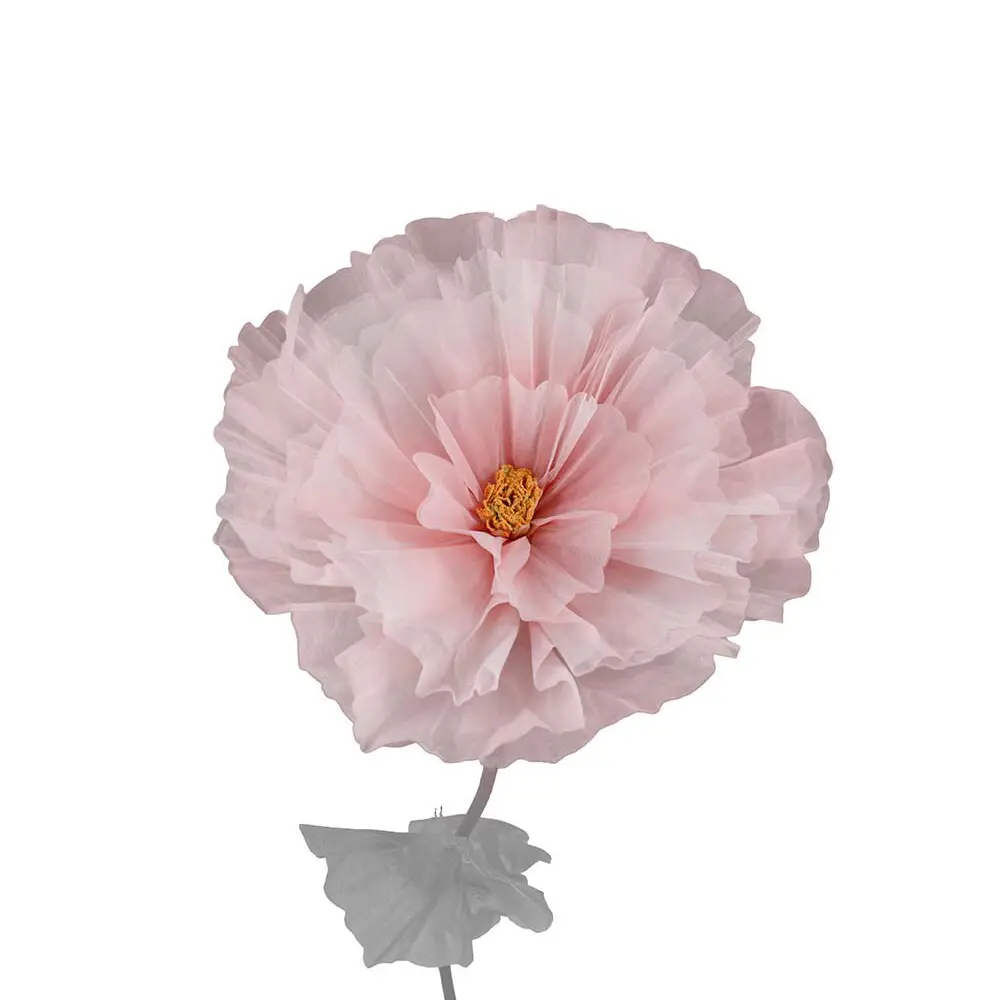 Mr Plant, Blomster Daisy Pink