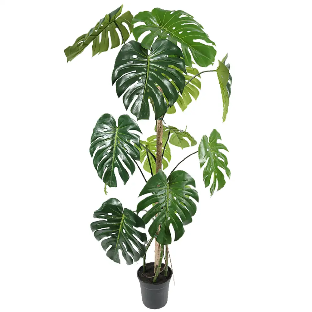 Mr Plant Monstera 150 cm
